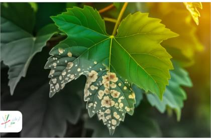 توضیحات عکس